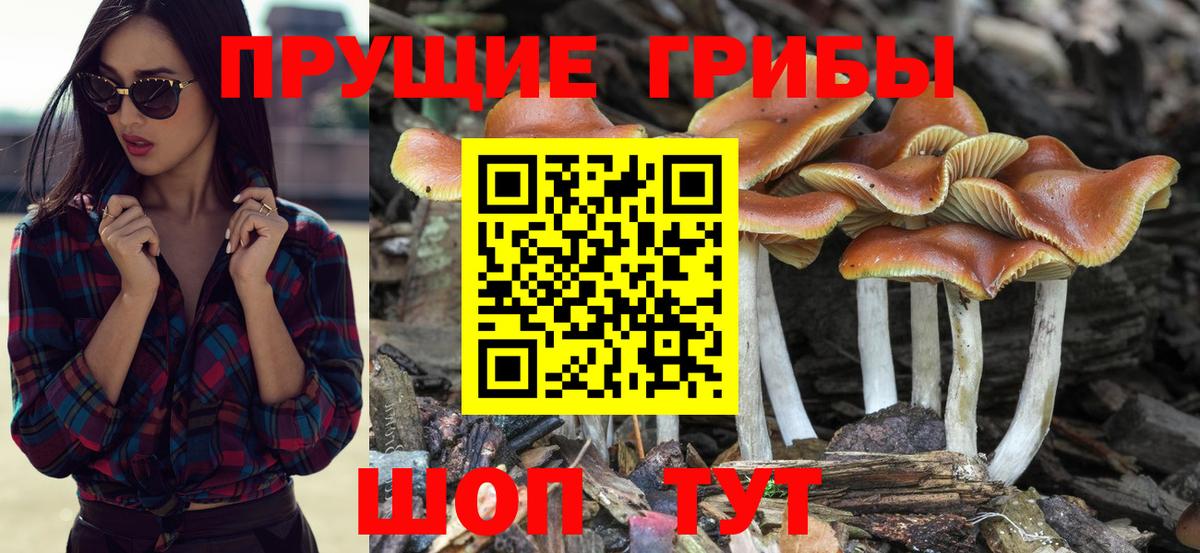 Галлюциногенные грибы Psilocybine cubensis  Вход с VPN  Новокуйбышевск  Псилоцибиновые грибы Magic Shrooms 